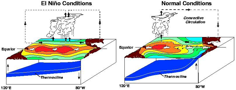 Modelo conceptual de El Niño y ENSO neutral. Crédito: NOAA.