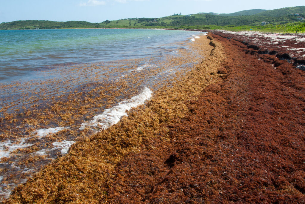Una playa en San Martín en el Caribe (este de Puerto Rico) cubierta de algas Sargassum el 19 de noviembre de 2011. Foto del usuario de Flickr Mark Yokoyama. Usado bajo una licencia Creative Commons.