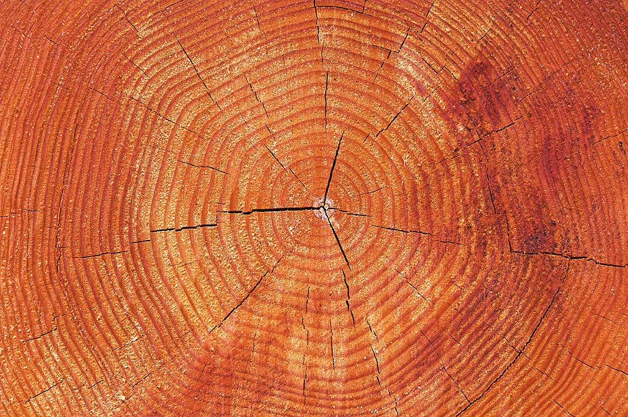 Un estudio de investigación ha revelado que los anillos de los árboles muestran un calentamiento sin precedentes en 1.200 años en Escandinavia.