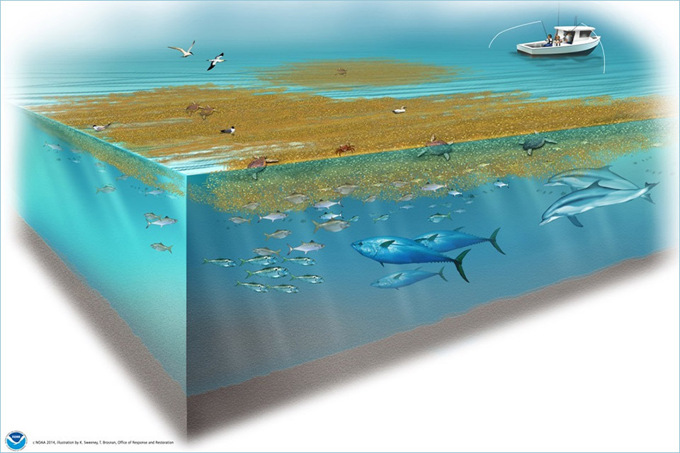Ilustración del sargazo y la vida marina asociada, incluidos peces, tortugas marinas, aves y mamíferos marinos. Sargassum es un alga parda que forma un ecosistema flotante único y altamente productivo en la superficie del océano abierto.